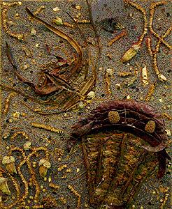 [Cathy C. Trilobite Fossil image]