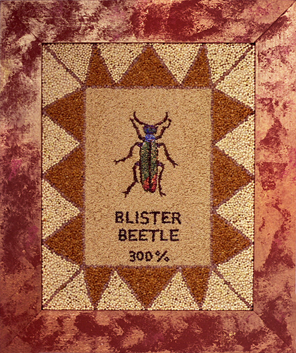 [Rox Stendahl Blister Beetle image]