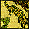 [Cathy Camper Gila Monster image]