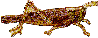 [Cathy C. Grasshopper image]