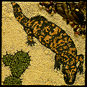 [Cathy C. Gila Monster image]