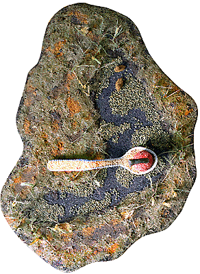 [Steve D. Spoonbridge image]