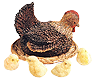 [Lillian
Colton Hen and Chicks image]