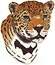 [Linda Paulsen Jaguar image]