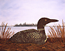 [Linda Paulsen The Common Loon image]