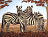 [Linda Paulsen Zebras image]
