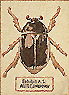 [Roz Stendahl Unknown Beetle image]