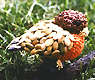 [Teresa Anderson Bird on Branch image]